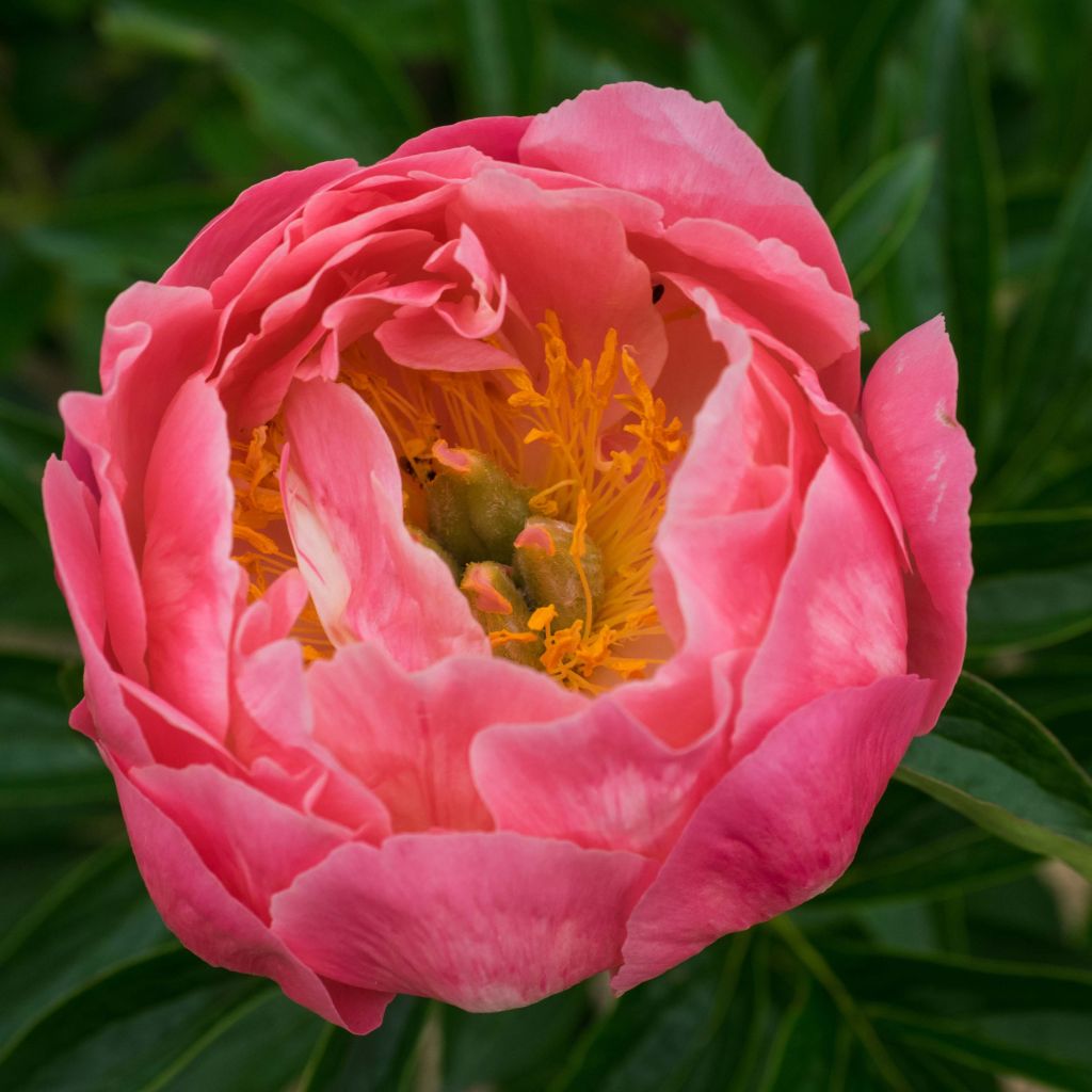 Pivoine lactiflora Pink Hawaiian Coral