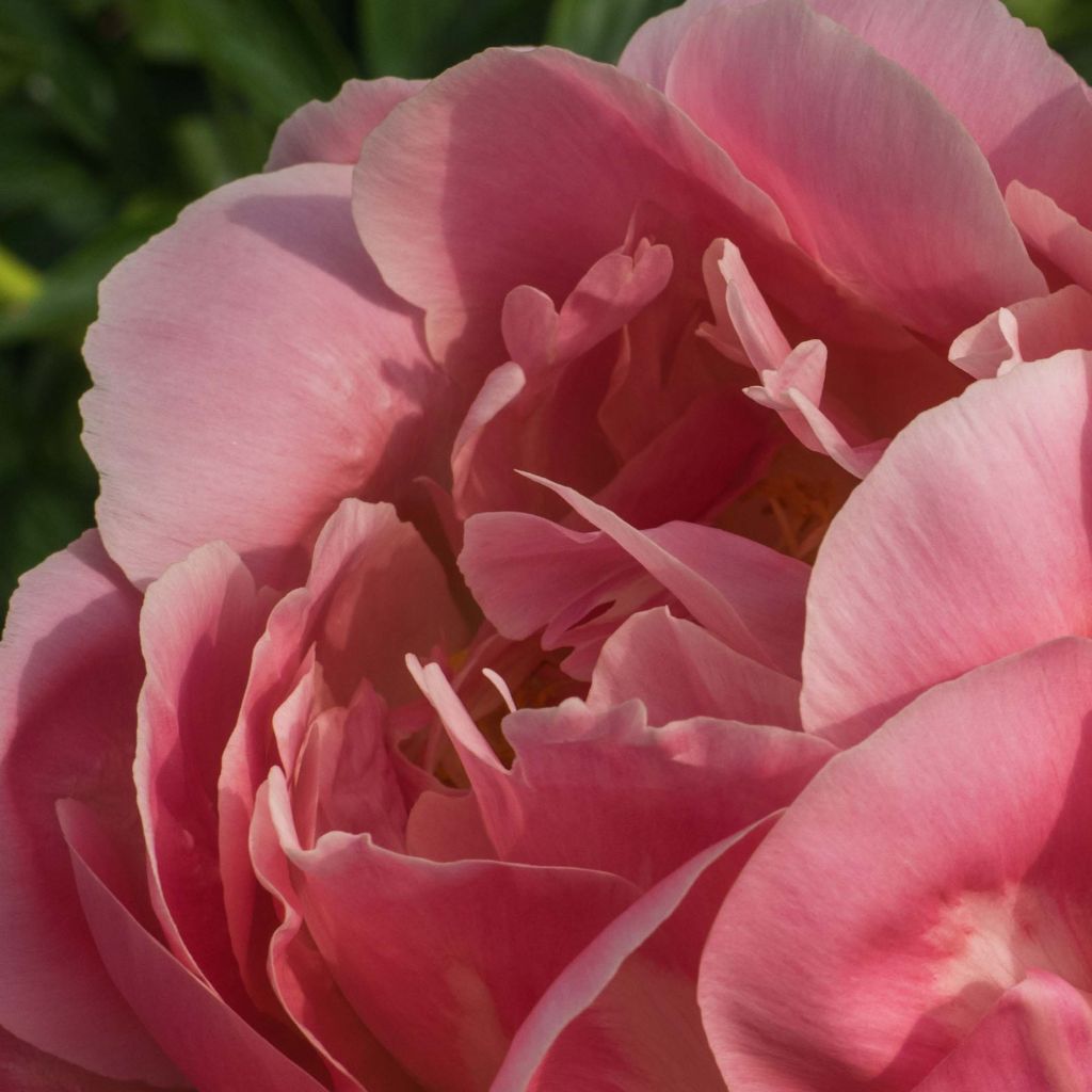 Pivoine lactiflora Pink Hawaiian Coral