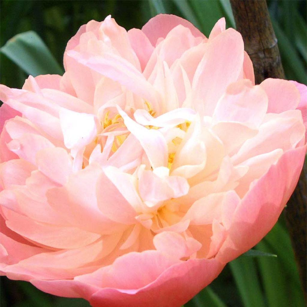 Pivoine lactiflora Pink Hawaiian Coral