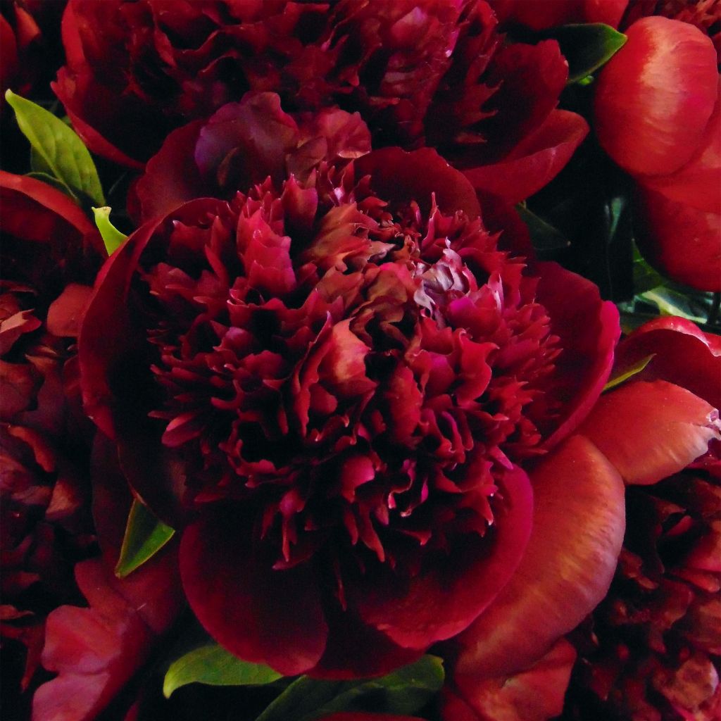 Paeonia lactiflora Red Charm - Edel-Pfingstrosen