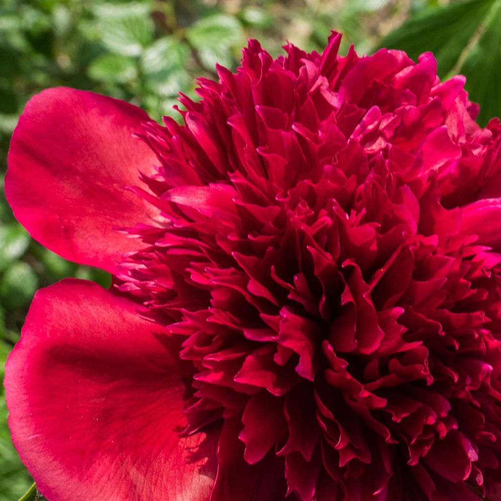 Paeonia lactiflora Red Charm - Edel-Pfingstrosen