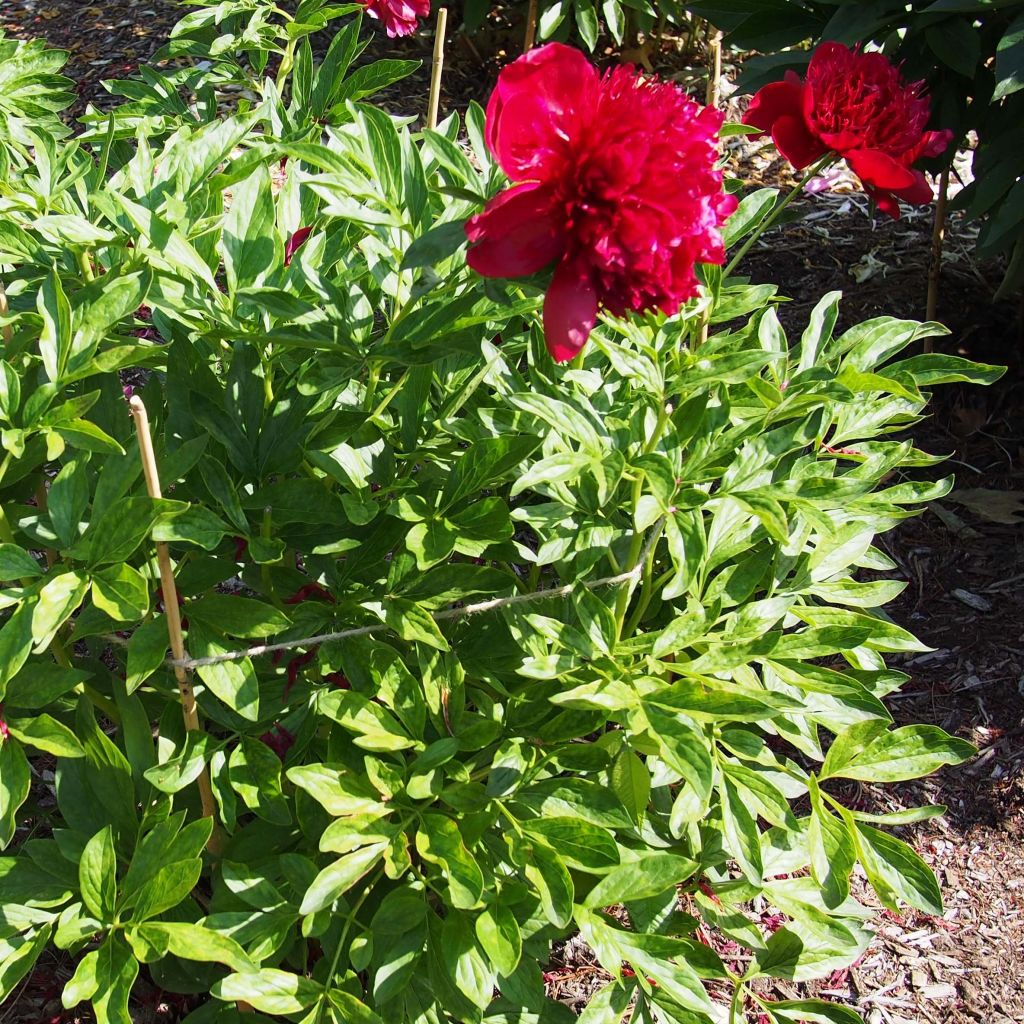 Paeonia lactiflora Red Charm - Edel-Pfingstrosen