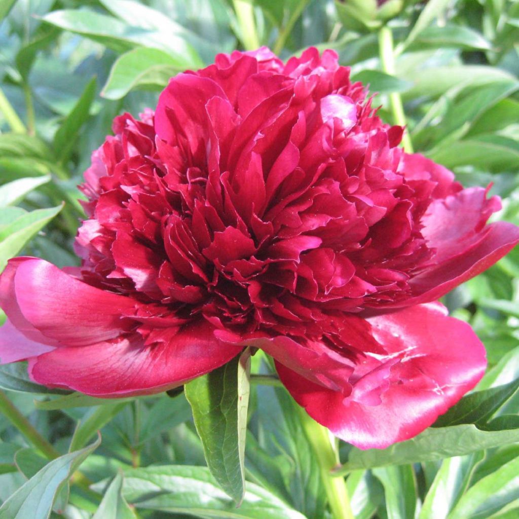 Paeonia lactiflora Red Charm - Edel-Pfingstrosen