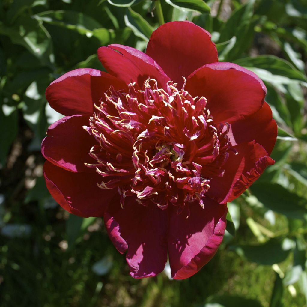 Paeonia lactiflora Red Charm - Edel-Pfingstrosen