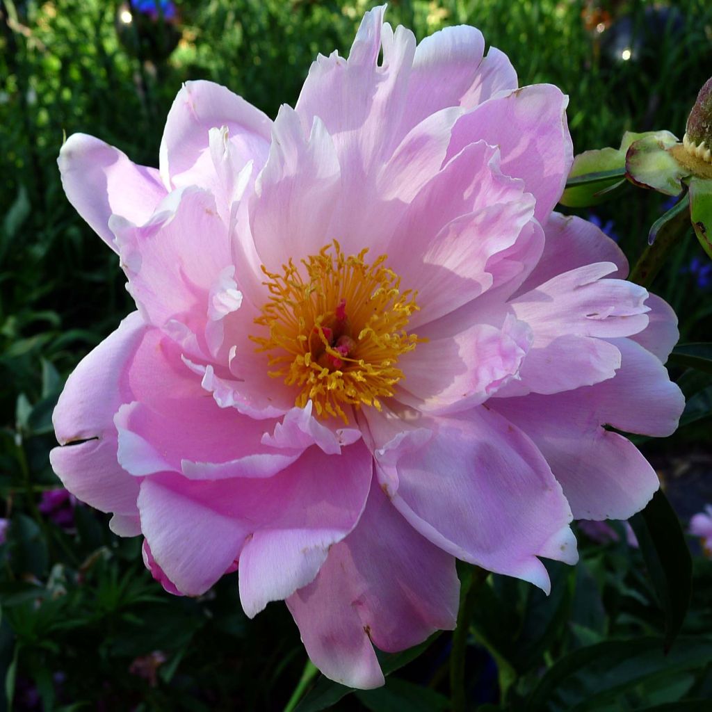 Paeonia lactiflora Sea Shell - Edel-Pfingstrosen