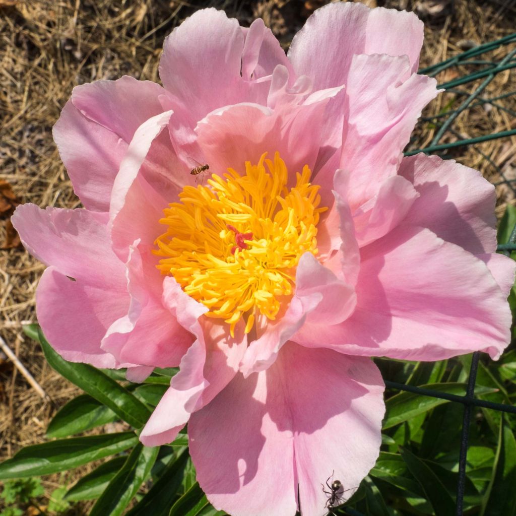 Paeonia lactiflora Sea Shell - Edel-Pfingstrosen