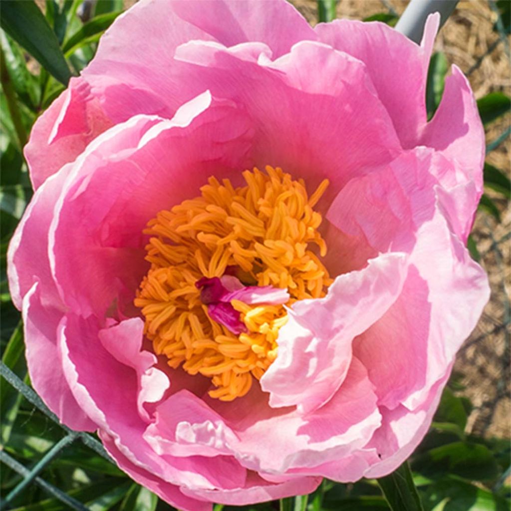 Pivoine lactiflora Sea Shell