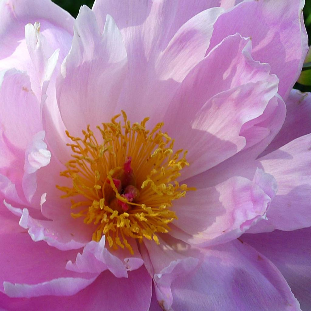 Paeonia lactiflora Sea Shell - Edel-Pfingstrosen