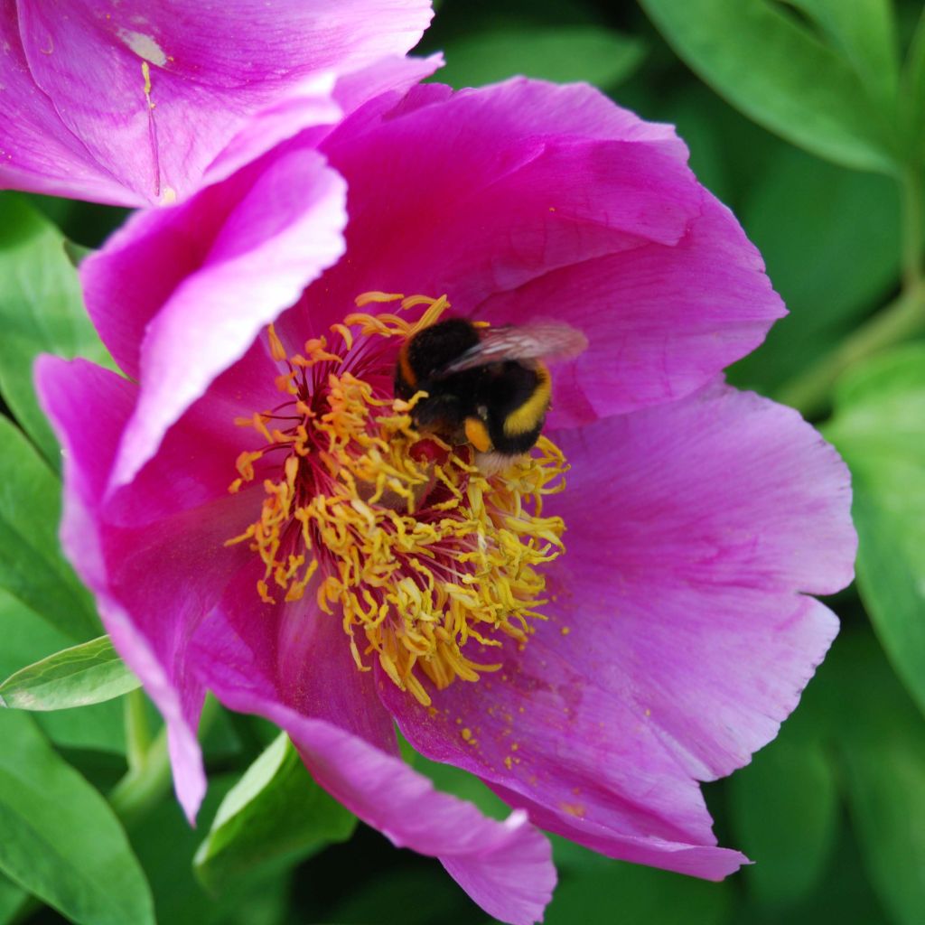 Paeonia mascula - Pfingstrose