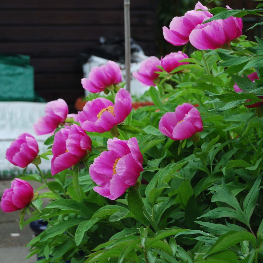 Paeonia mascula - Pfingstrose