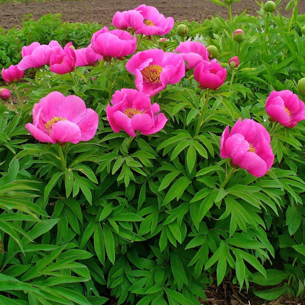 Paeonia officinalis Mollis - Pfingstrose