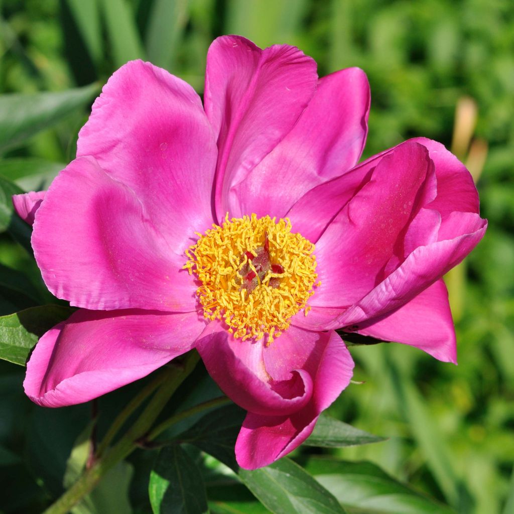 Pivoine botanique - Paeonia officinalis Mollis