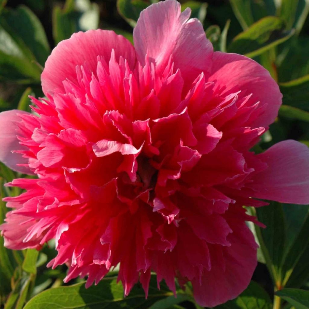 Paeonia officinalis Rosea Plena - Pfingstrose