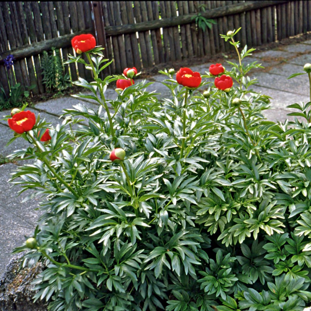 Paeonia peregrina - Pfingstrose