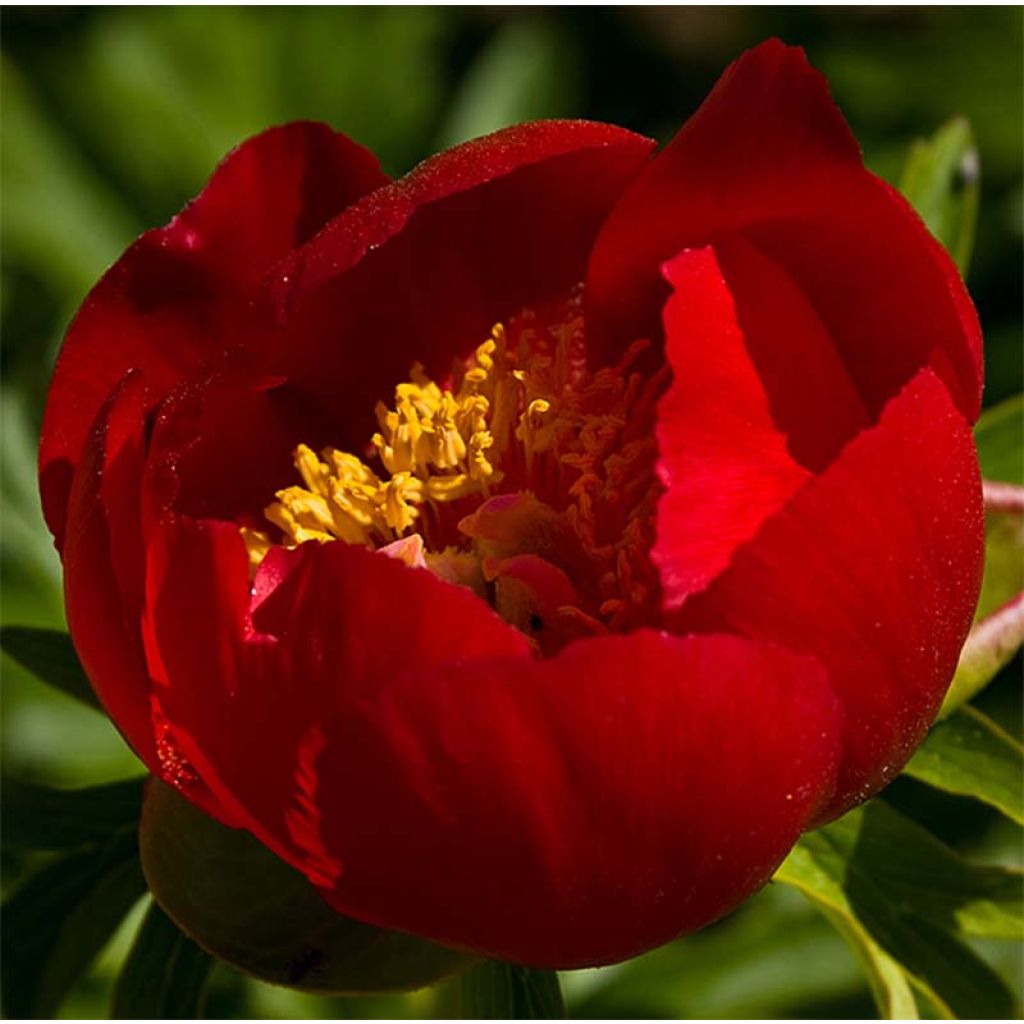 Paeonia peregrina - Pfingstrose