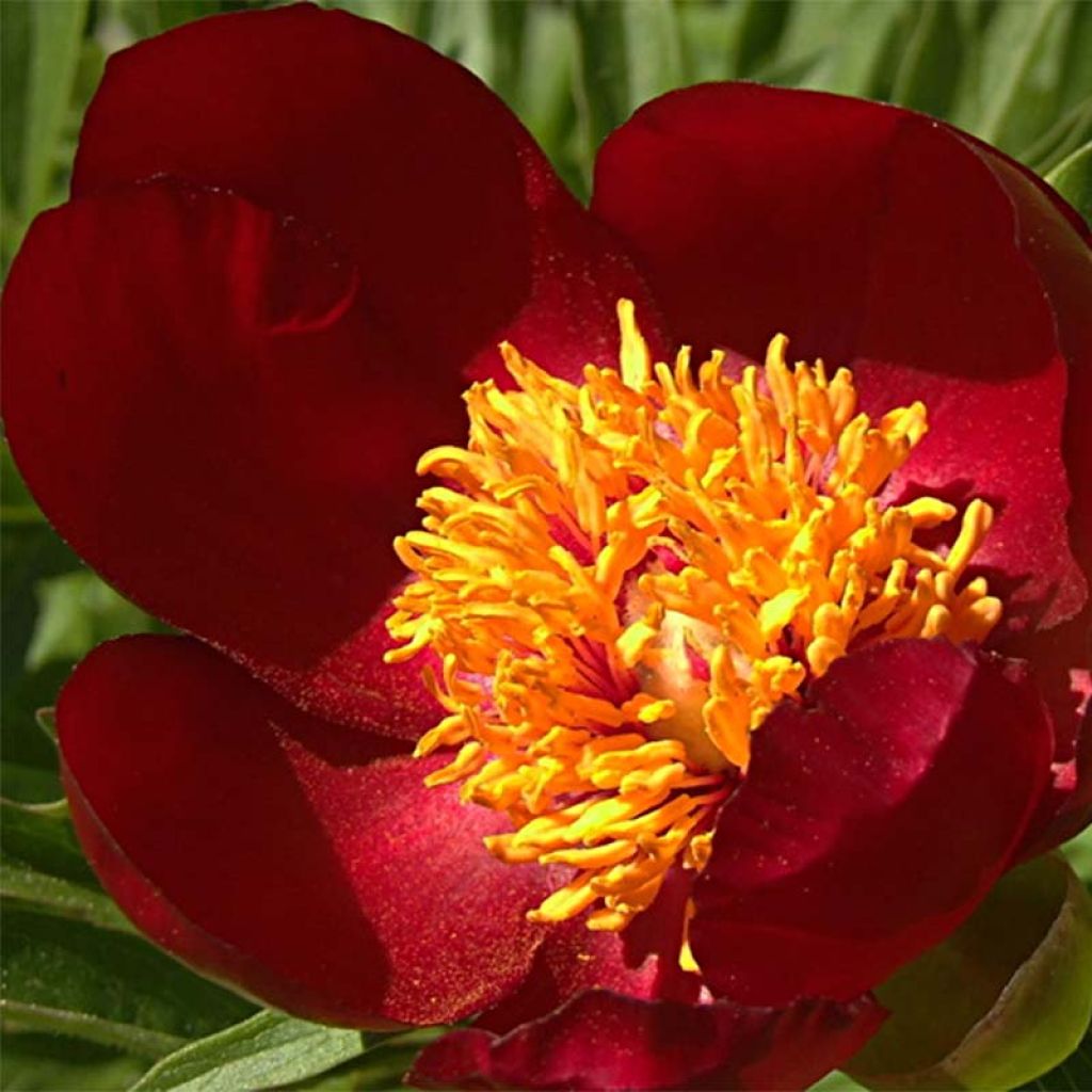 Paeonia peregrina - Pfingstrose