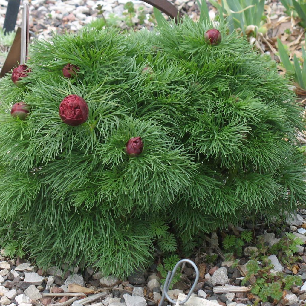 Paeonia tenuifolia Plena - Netzblatt-Pfingstrose