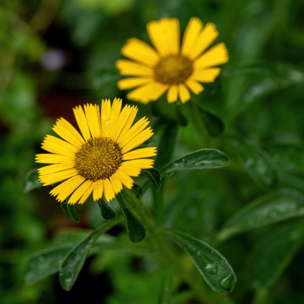 Pallenis maritima Aurelia Gold - Küstenstrandstern