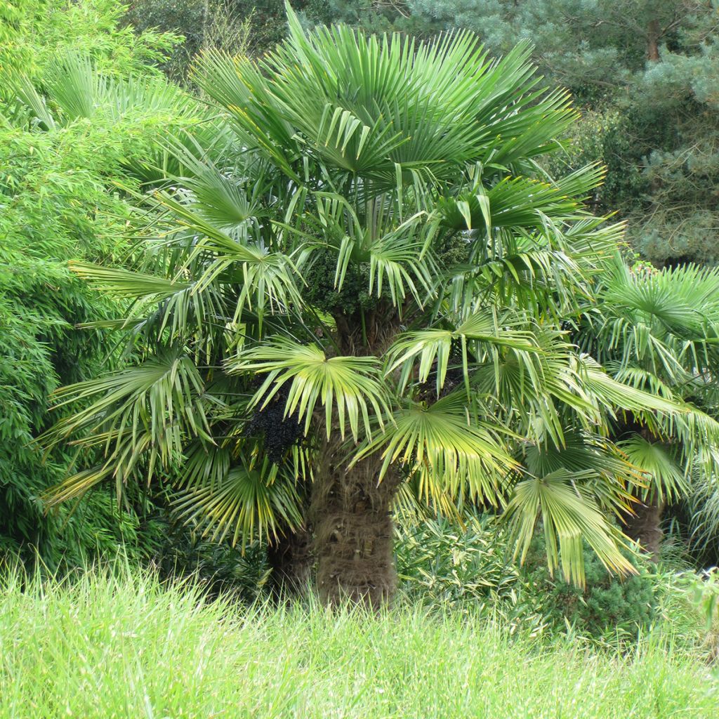 Trachycarpus fortunei - Fächerpalme