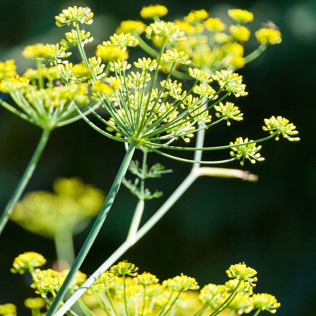 Panais cultivé ou sauvage - Pastinaca sativa subsp. Sativa