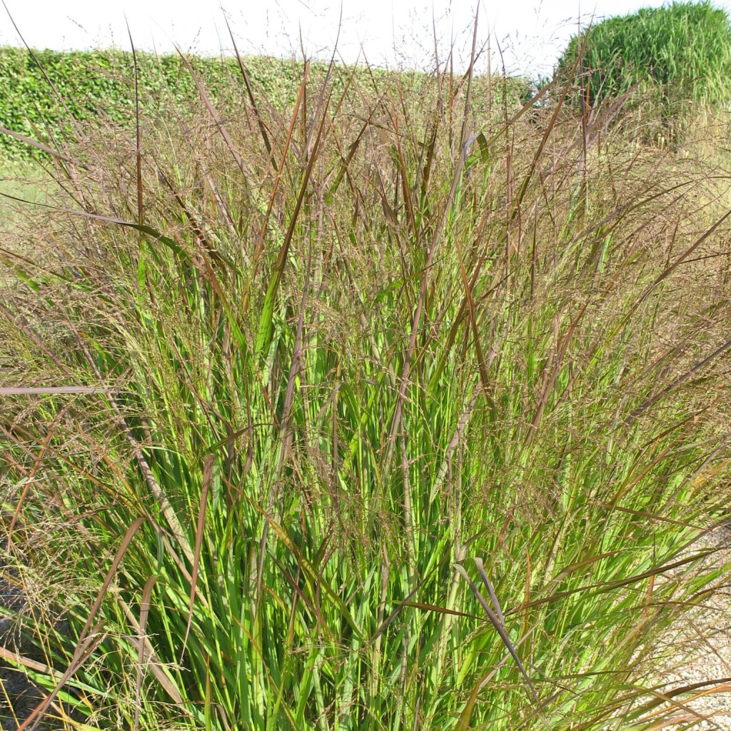 Panicum virgatum Squaw - Ruten-Hirse