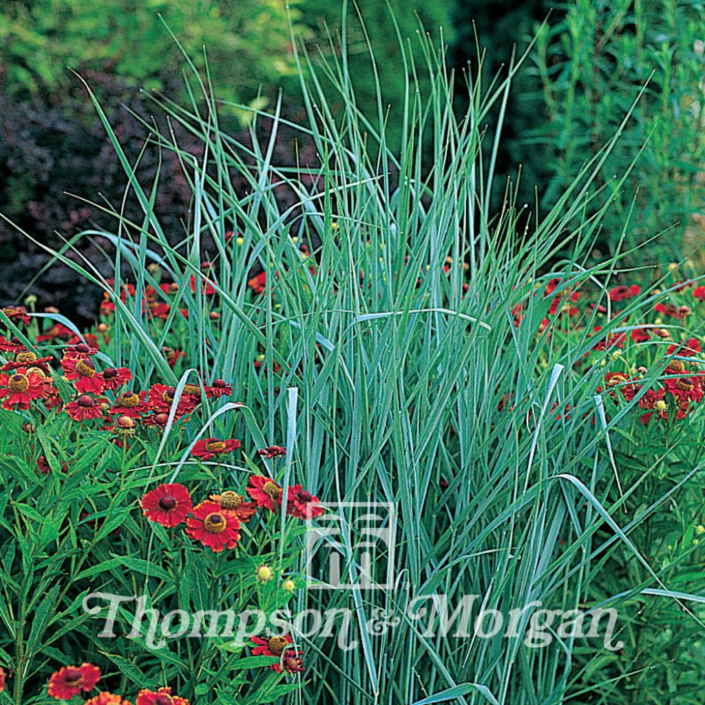 Panicum virgatum (Samen) - Ruten-Hirse