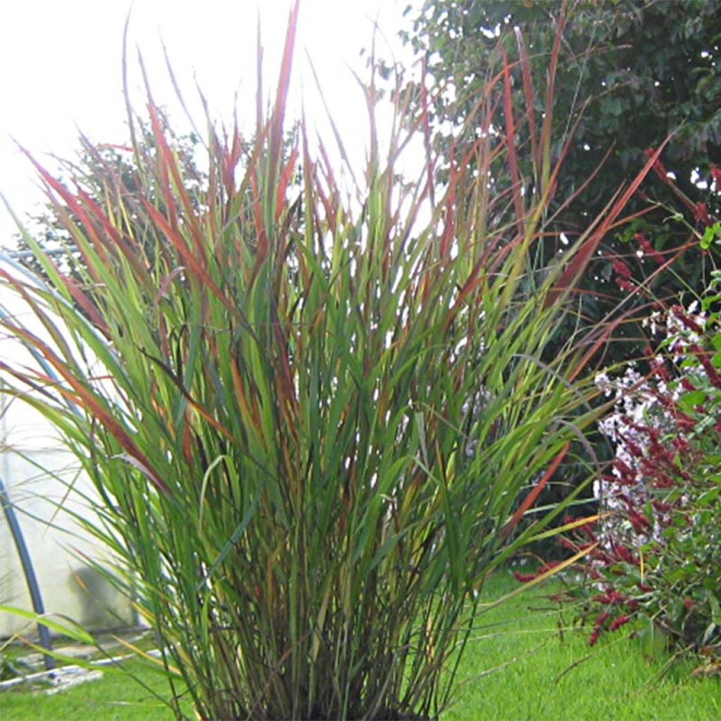 Panicum virgatum Cheyenne Sky - Ruten-Hirse