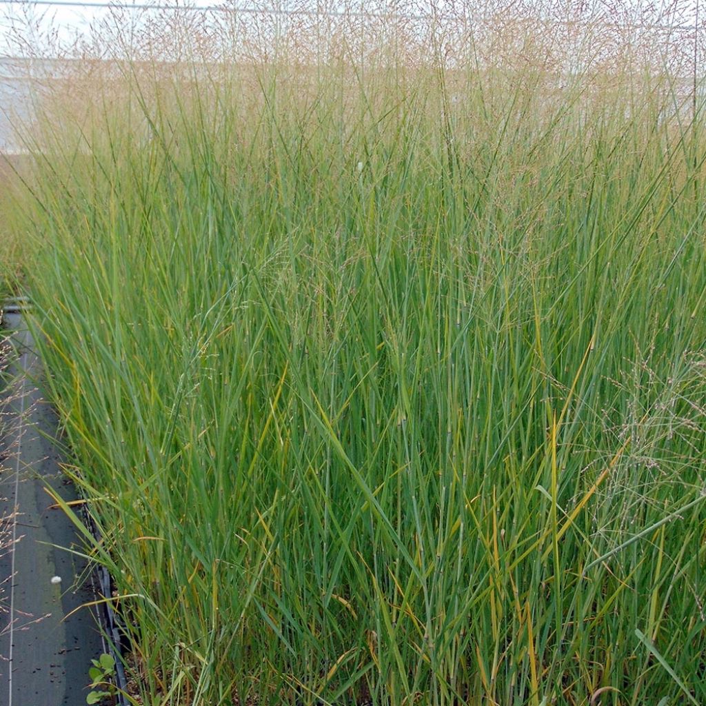 Panicum virgatum Cloud Nine - Ruten-Hirse