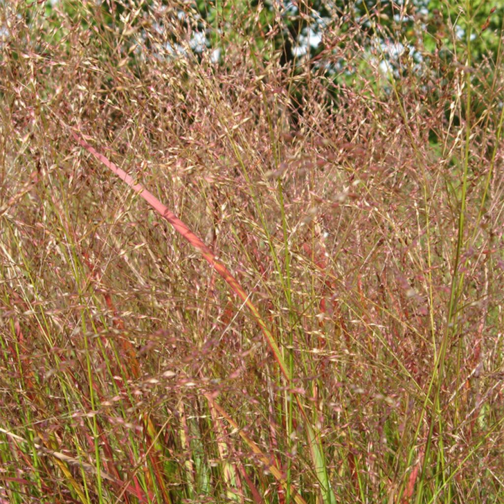 Panicum virgatum Hanse Herms - Ruten-Hirse