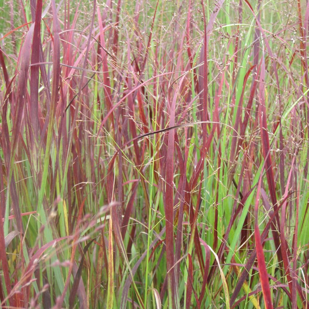 Panicum virgatum Kulsenmoor - Ruten-Hirse