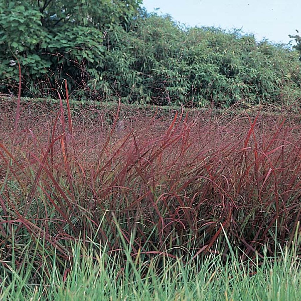 Panicum virgatum Rotstrahlbusch - Ruten-Hirse