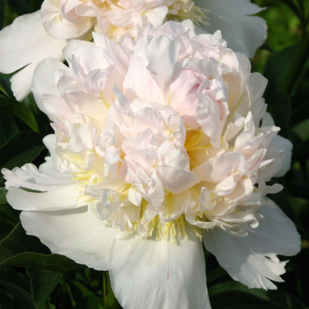 Paeonia lactiflora Top Brass - Edel-Pfingstrosen