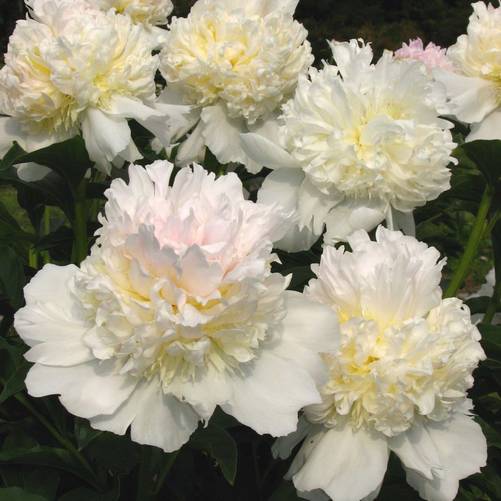 Pivoine lactiflora Top Brass