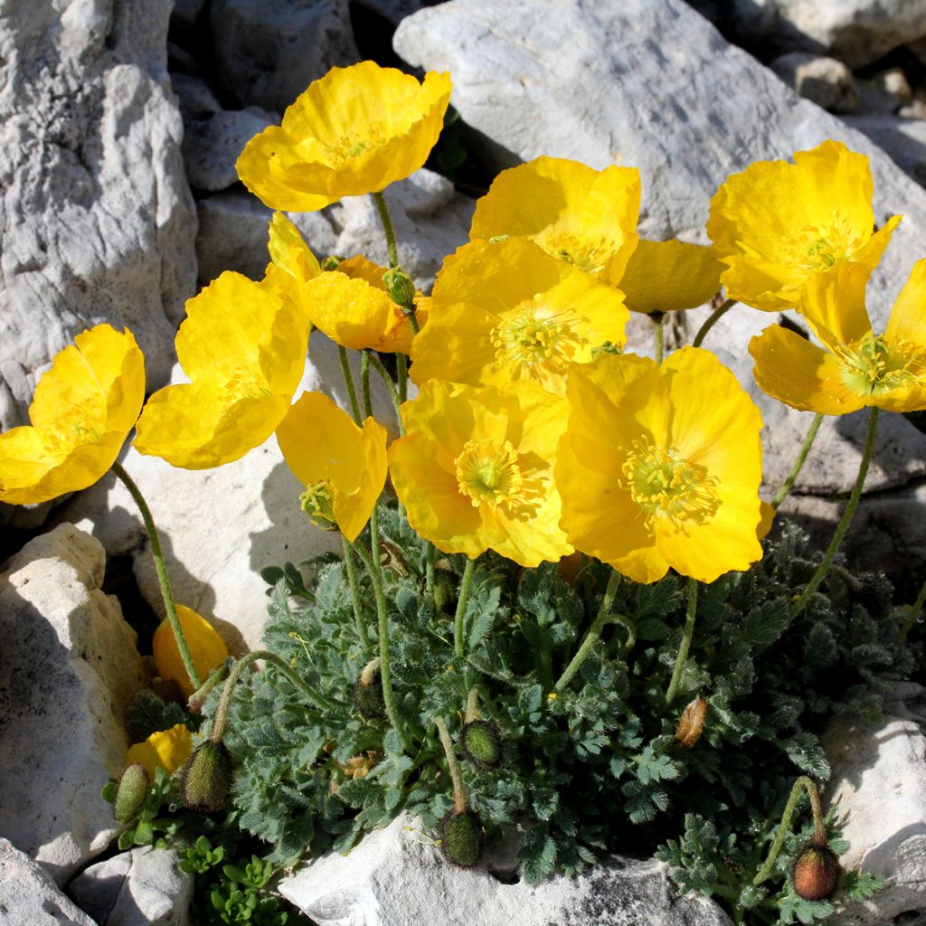 Papaver alpinum - Alpen-Mohn