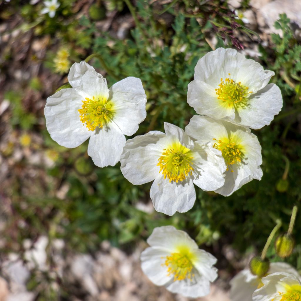 Papaver alpinum - Alpen-Mohn