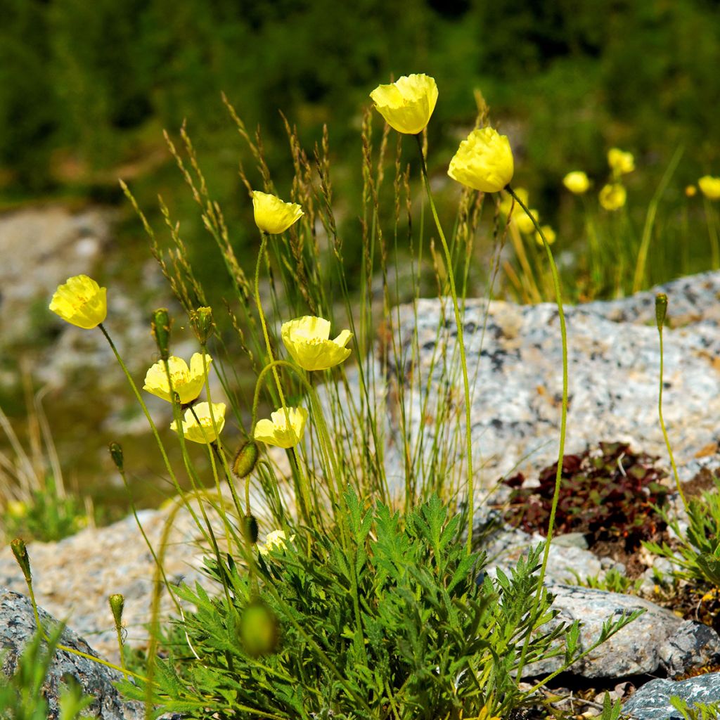 Papaver alpinum - Alpen-Mohn