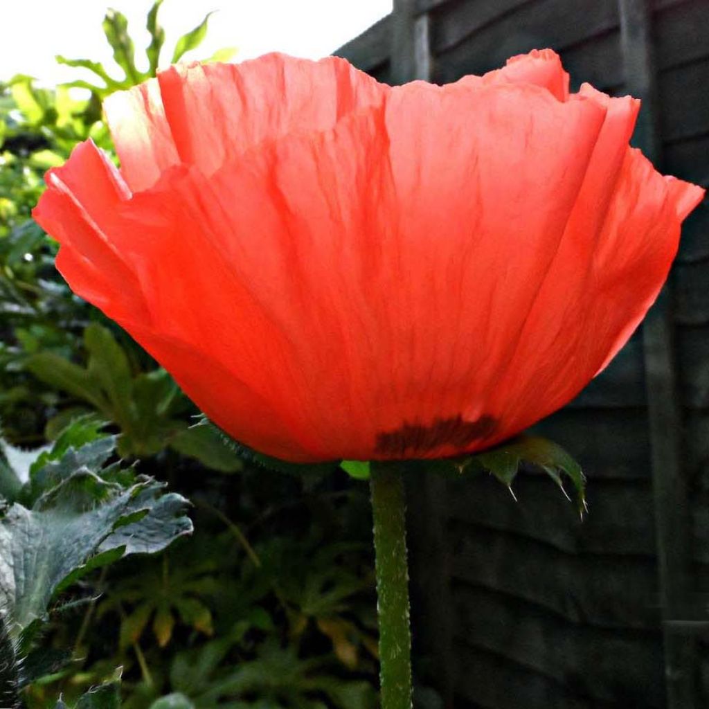 Orientalischer Mohn Allegro - Papaver orientale