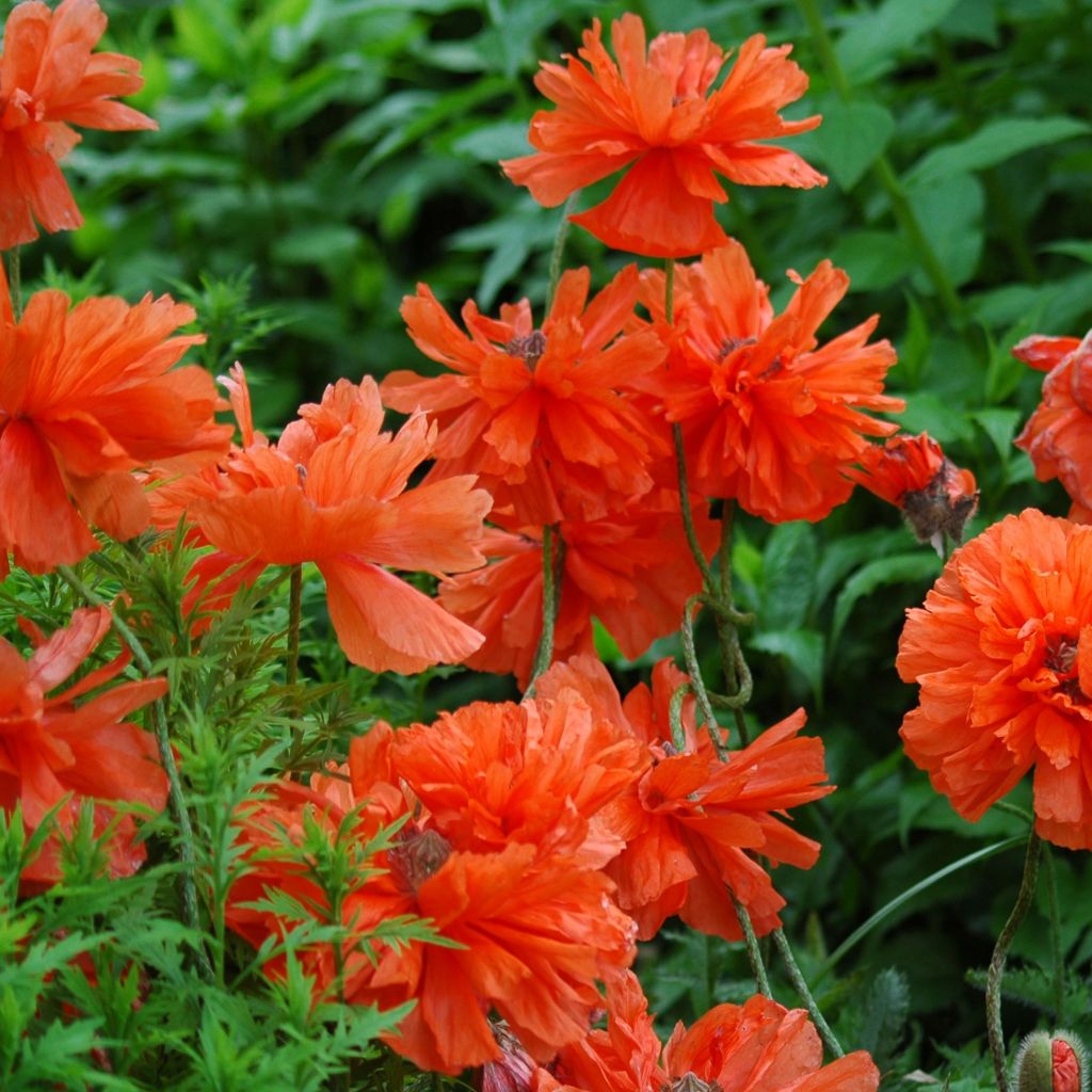 Orientalischer Mohn May Queen - Papaver orientale