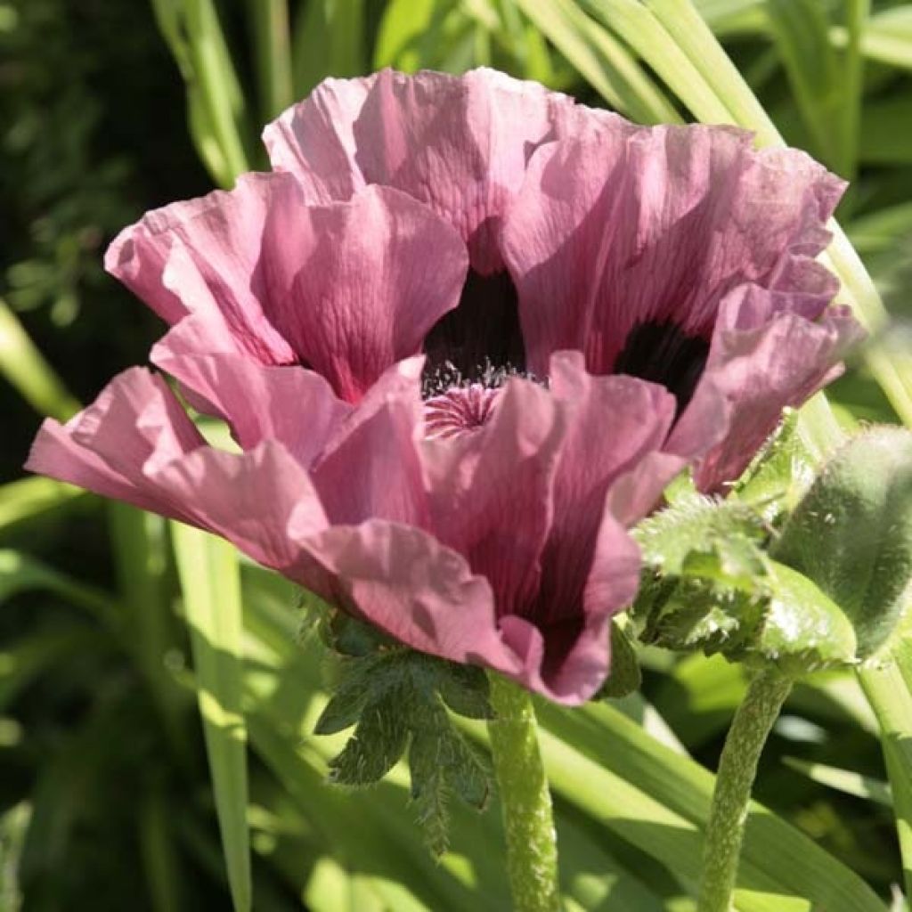 Pavot d'Orient Patty's Plum - Papaver orientale