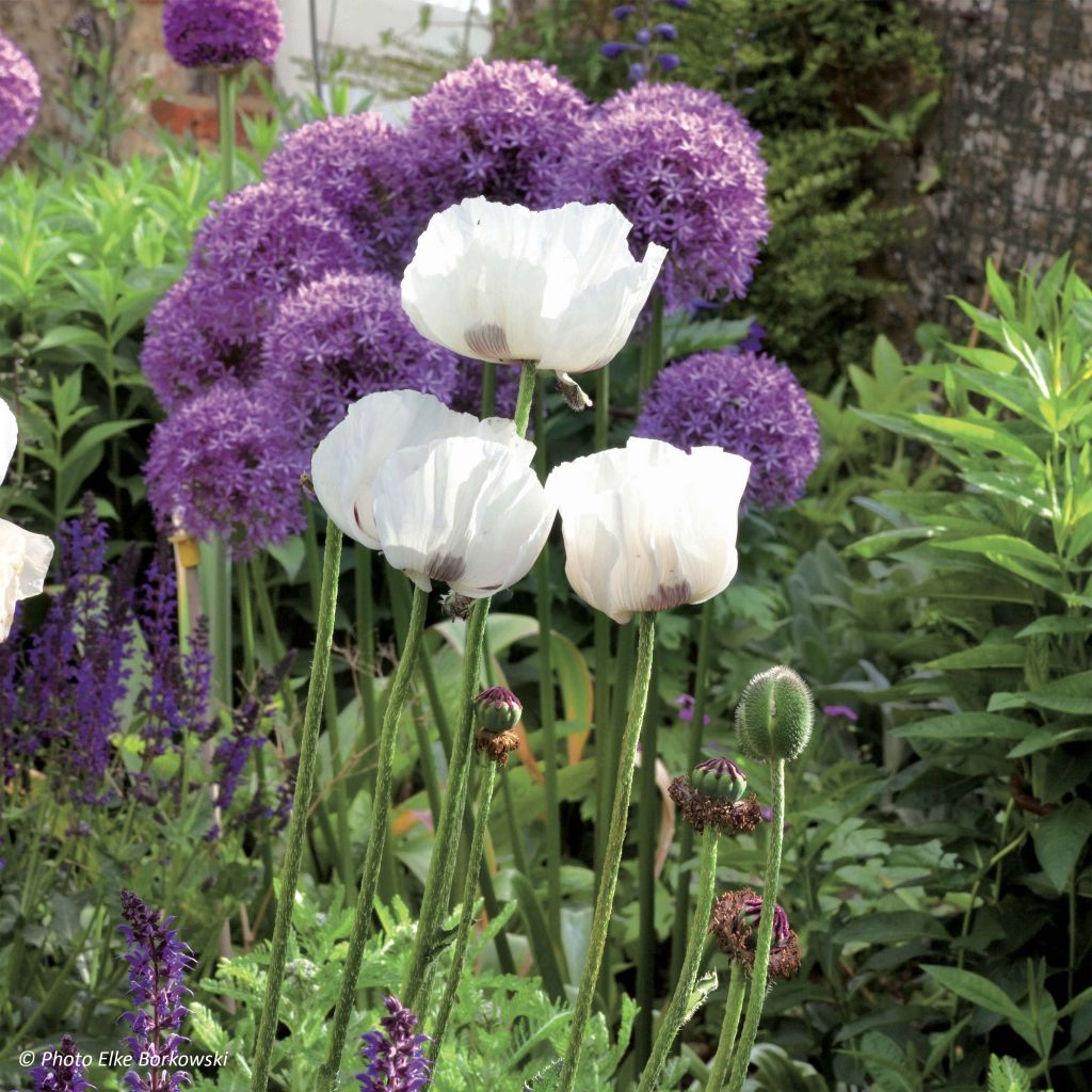 Orientalischer Mohn Perry's White - Papaver orientale