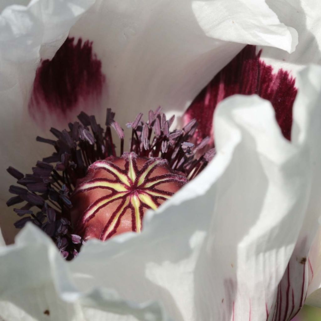 Orientalischer Mohn Perry's White - Papaver orientale