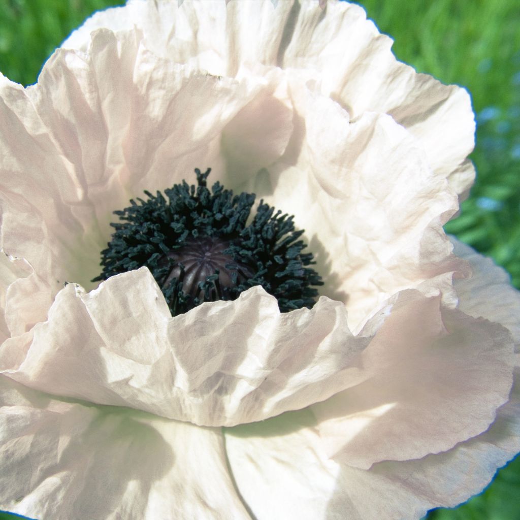 Orientalischer Mohn Royal Wedding - Papaver orientale