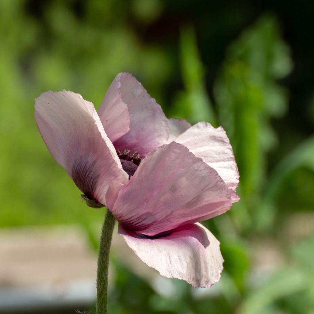 Orientalischer Mohn Royal Wedding - Papaver orientale