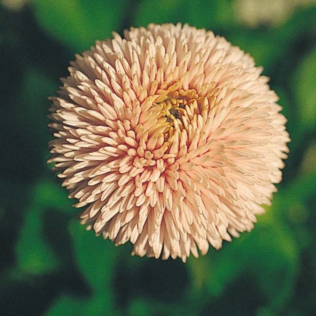 Pâquerette Robella Mini-motte - Bellis Perennis