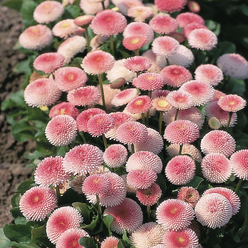 Bellis perennis Tasso Strawberries & Cream - Gänseblümchen