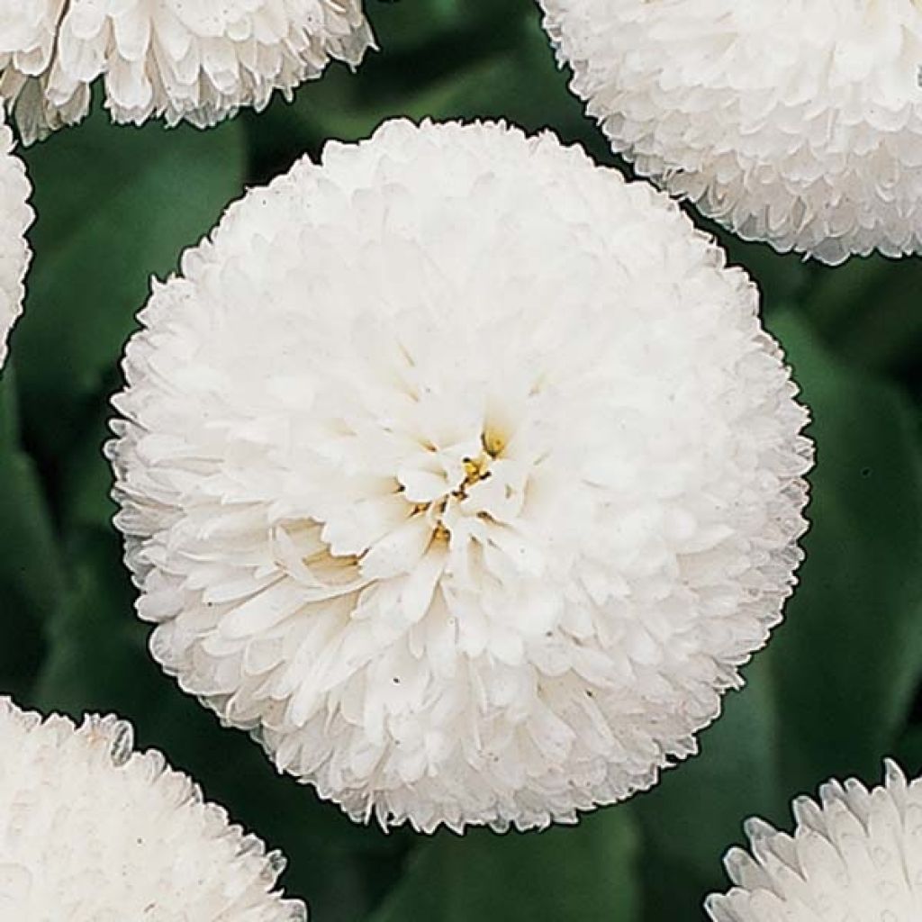 Bellis perennis Tasso White - Gänseblümchen