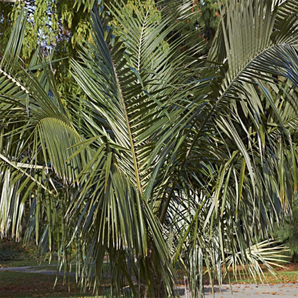 Parajubaea torallyi - Palmier bolivien