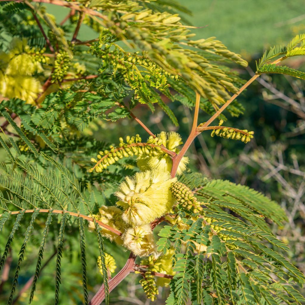 Paraserianthes lophantha - Cape Leeuwin Akazie