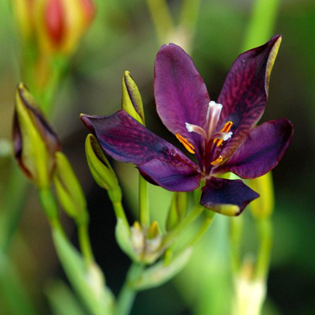 Pardancanda norrisii Heart of Darkness - Leopardenblume