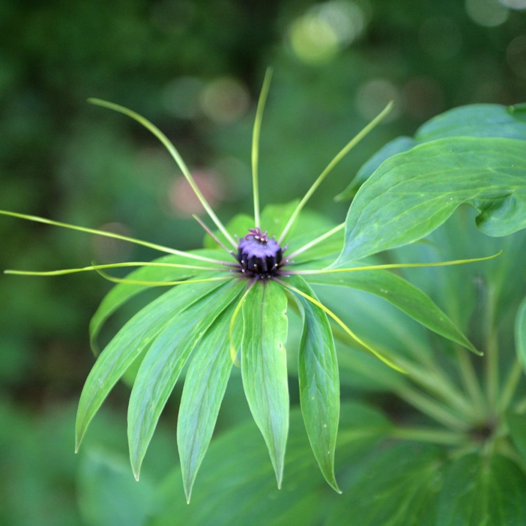 Paris polyphylla - Einbeere